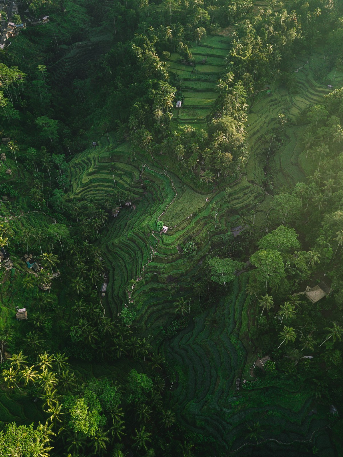 Rizières en terrasses de Tegallalang vues du ciel, Bali